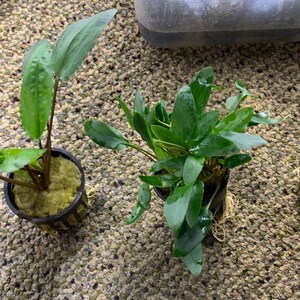 May include: Three potted plants with green leaves. The plants are in small black pots with brown and white striped accents. The pots are sitting on a brown and white carpet.