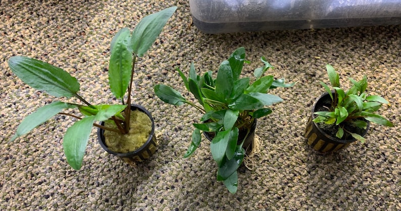 May include: Three potted plants with green leaves. The plants are in small black pots with brown and white striped accents. The pots are sitting on a brown and white carpet.