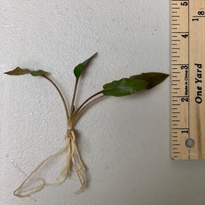 BUY 2 GET 1 FREE Cryptocoryne Wendtii Crypt Wendtii Red Live Aquarium Plants bild 5