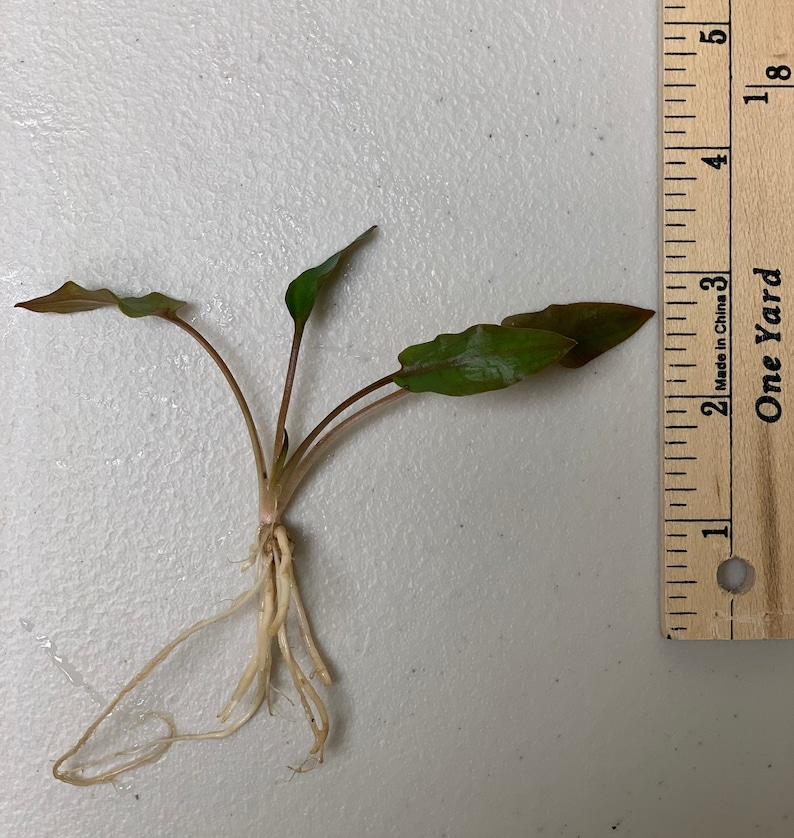 BUY 2 GET 1 FREE Cryptocoryne Wendtii Crypt Wendtii Red Live Aquarium Plants bild 5