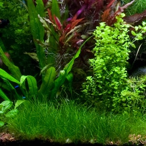 May include: A lush green aquarium tank with various types of aquatic plants, including a vibrant green carpet plant in the foreground.