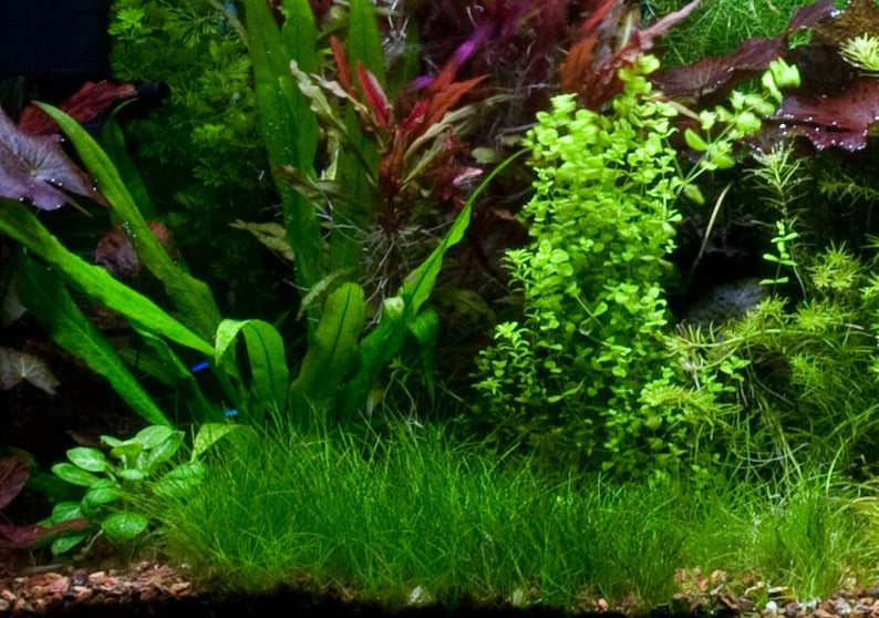 May include: A lush green aquarium tank with various types of aquatic plants, including a vibrant green carpet plant in the foreground.