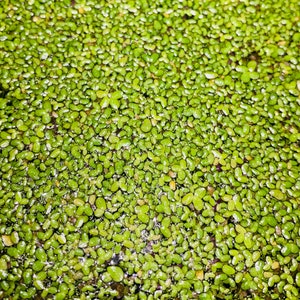 May include: A close-up image of a dense patch of green aquatic plants floating on the surface of the water. The plants are small and round, creating a textured, almost granular appearance.