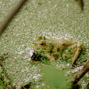 May include: A green frog with a yellow eye sits in a bed of green algae.