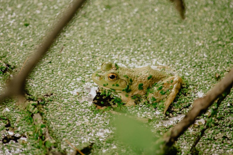 May include: A green frog with a yellow eye sits in a bed of green algae.