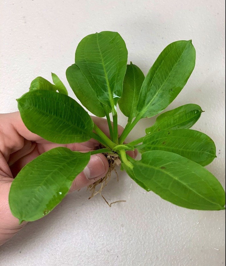 BUY 2 GET 1 FREE Echinodorus Parviflorus Rosette Sword Amazon Sword Plant Live Aquarium Plants image 4