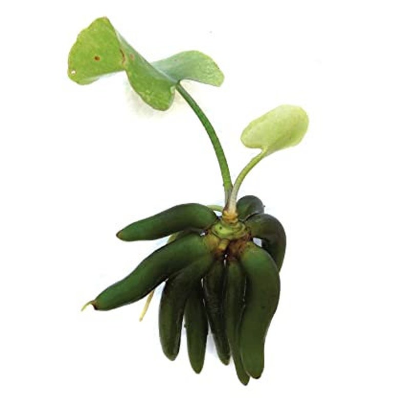 BUY 2 GET 1 FREE Banana Plant Nymphoides Aquatica Easy Live Aquarium Plant image 2