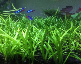 15x Dwarf Sag Live Aquarium Plants Easy to Grow Carpeting Aquatic Plant