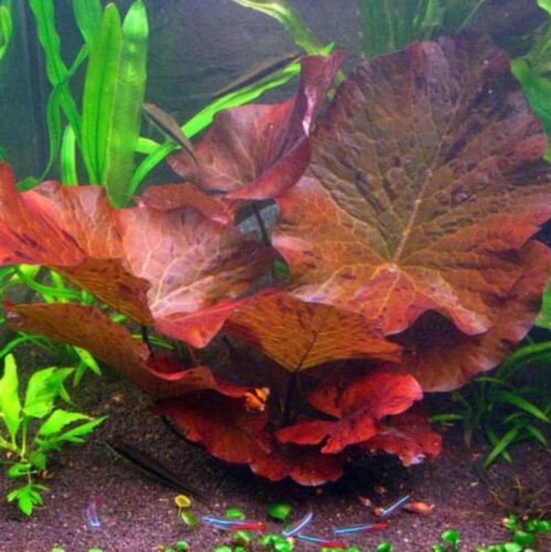 Tiger Lotus Nymphaea Zenkeri Live Aquarium Plants BUY GET FREE