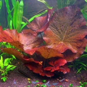 Tiger Lotus Nymphaea Zenkeri Live Aquarium Plants BUY 2 GET 1 FREE image 1