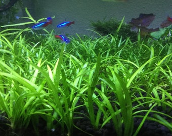 15x Dwarf Sagittaria Subulata Dwarf Sag Live Aquarium Plants Aquatic Plants Easy Carpet Plant