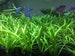 15x Dwarf Sagittaria Subulata Dwarf Sag Live Aquarium Plants Aquatic Plants Easy Carpet Plant 