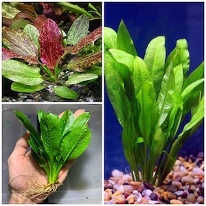 Echinodorus Sword Plant Pack Amazon Sword Red Flame Rosette Sword Easy Live Aquarium Plants image 1