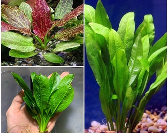 Echinodorus Sword Plant Pack Amazon Sword Red Flame Rosette Sword Easy Live Aquarium Plants