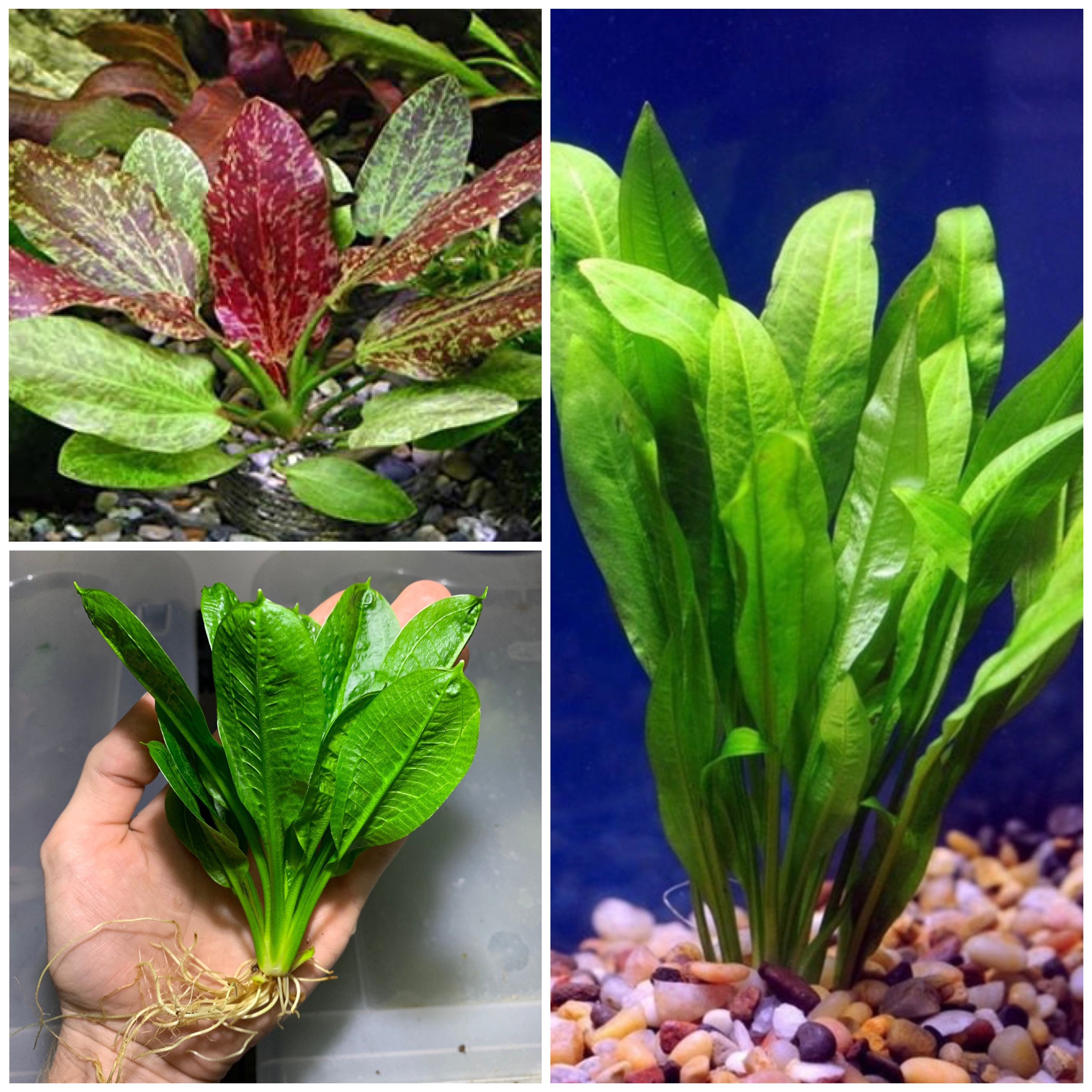 Echinodorus Sword Plant Pack Amazon Sword Red Flame Rosette - Etsy Canada