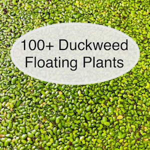 Puede incluir: Una imagen de primer plano de una gran cantidad de lenteja de agua verde flotando en el agua. El texto "100+ Duckweed Floating Plants" está escrito en blanco sobre un óvalo gris.