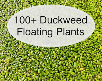 BUY 2 GET 1 FREE* 100+ Duckweed Live Floating Aquarium Plants Lemna Minor Duckweed Frog Bit Azolla Water Lettuce