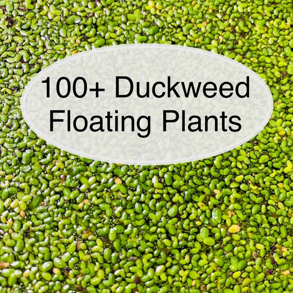 BUY 2 GET 1 FREE* 100+ Duckweed Live Floating Aquarium Plants Lemna Minor Duckweed Frog Bit Azolla Water Lettuce
