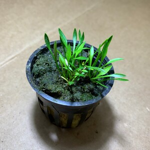 Op de afbeelding: Een kleine groene plant die groeit in een zwarte plastic pot met een bruine gaasbodem. De plant is omgeven door donkergroen mos.
