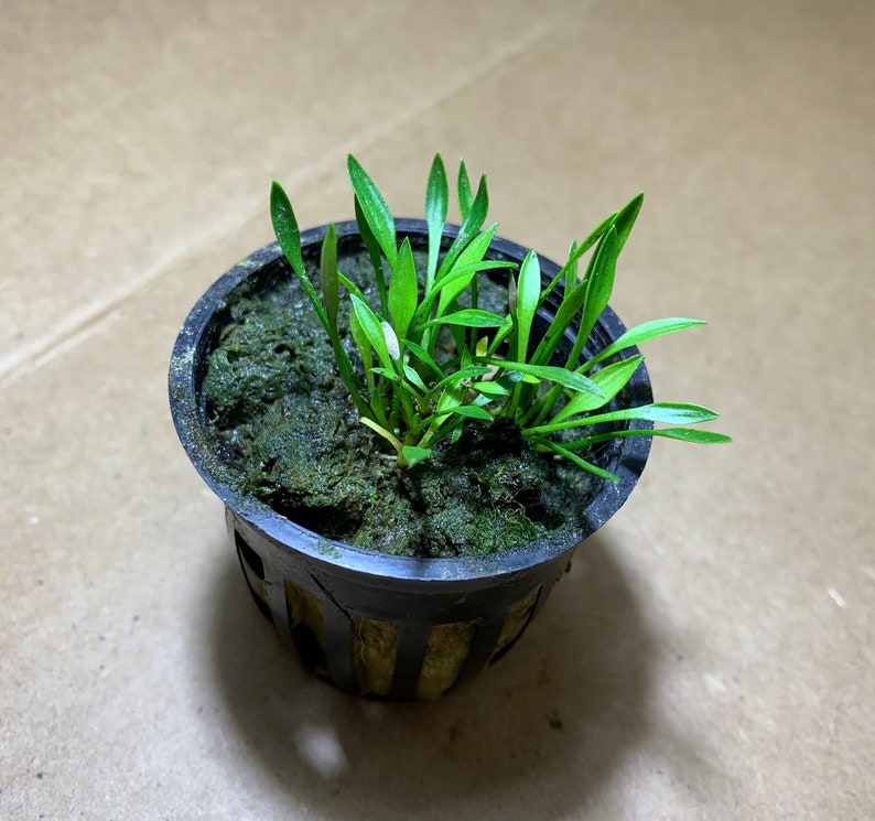 Op de afbeelding: Een kleine groene plant die groeit in een zwarte plastic pot met een bruine gaasbodem. De plant is omgeven door donkergroen mos.