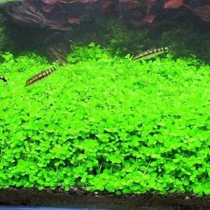 May include: A close-up of a lush green carpet of aquatic plants in a fish tank. The plants are densely packed and create a vibrant green landscape. Three small black and silver fish swim through the plants.