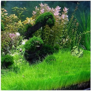May include: A close-up of a lush green carpet of aquatic plants in a fish tank. The plants are growing in a dense, vibrant green, creating a natural and serene underwater landscape.