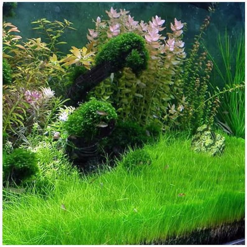 May include: A close-up of a lush green carpet of aquatic plants in a fish tank. The plants are growing in a dense, vibrant green, creating a natural and serene underwater landscape.