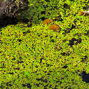 May include: A close-up view of a pond covered in a thick layer of green duckweed. Duckweed is a type of aquatic plant that grows in dense mats on the surface of the water.