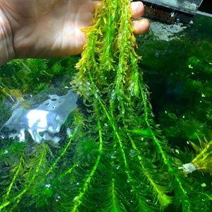 Anacharis Elodea Egeria Densa Live Aquarium Plants BUY 2 GET 1 FREE