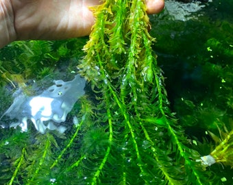 Anacharis Elodea Egeria Densa Live Aquarium Plants BUY 2 GET 1 FREE