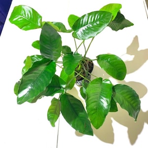 Anubias Barteri MOTHER Pot XXL Large Freshwater Aquatic Live Aquarium Plants image 7