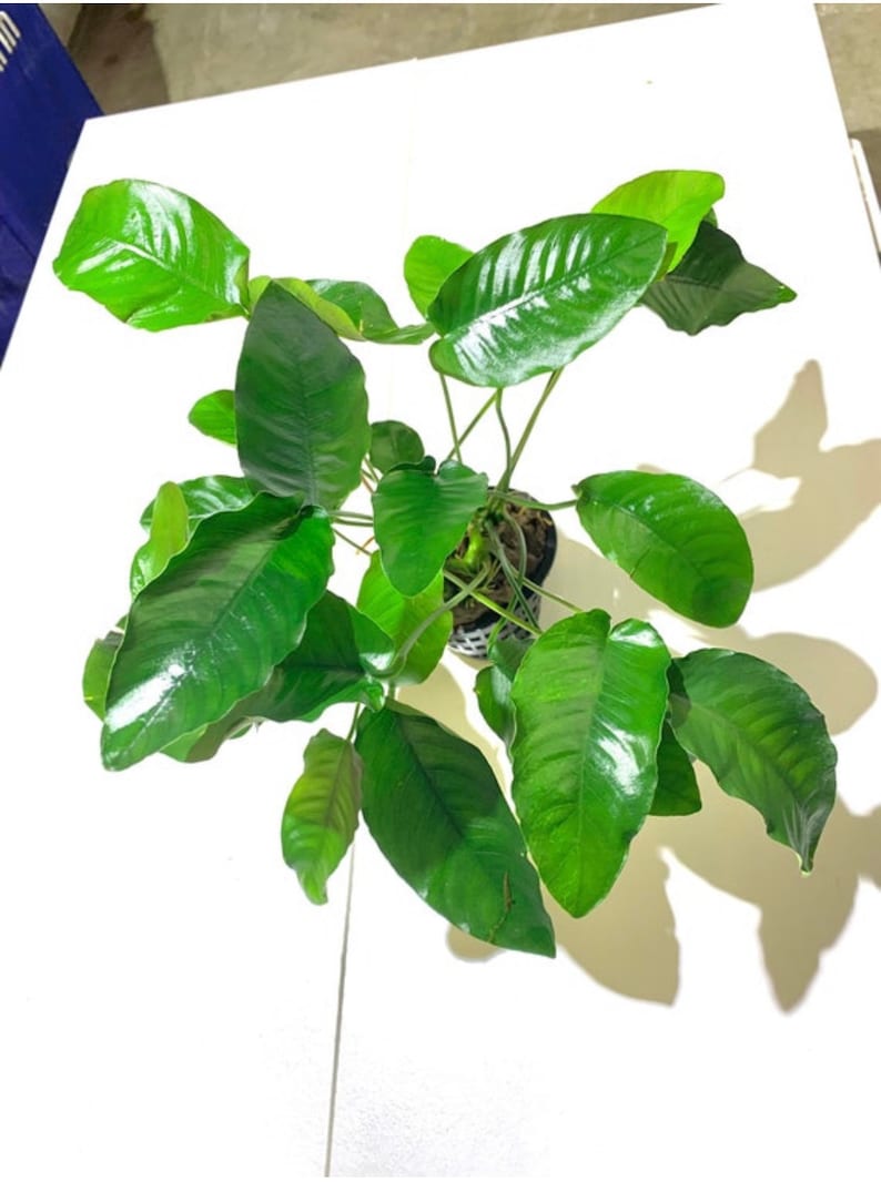 Anubias Barteri MOTHER Pot XXL Large Freshwater Aquatic Live Aquarium Plants image 7