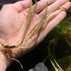 May include: A bunch of green and brown aquatic plants with feathery leaves. The plants are held in a hand.