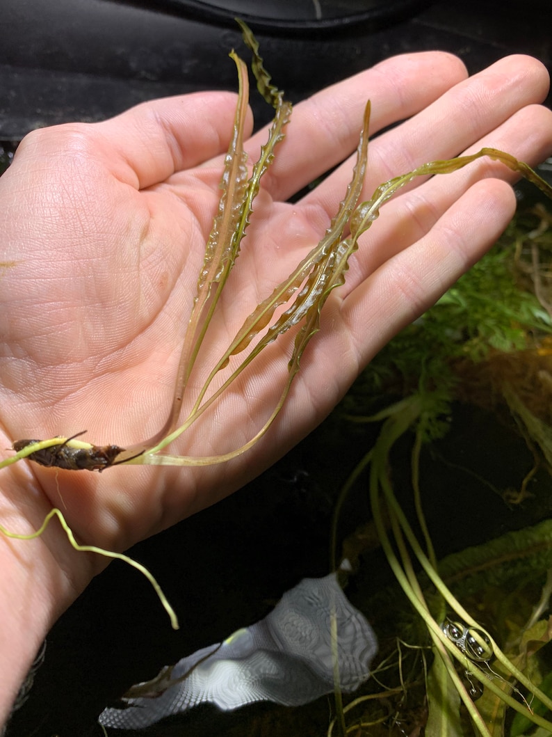 May include: A bunch of green and brown aquatic plants with feathery leaves. The plants are held in a hand.