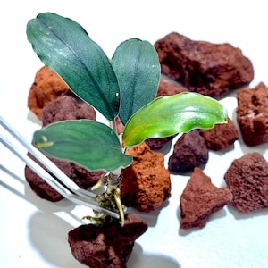 May include: A green aquatic plant with large leaves, rooted in brown volcanic rock. The plant is being held by a pair of tweezers.