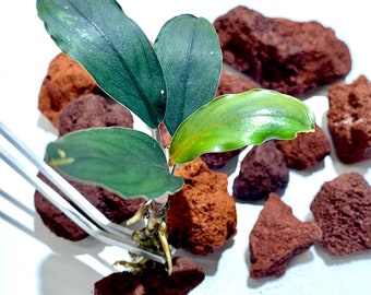 BUY 2 GET 1 FREE Bucephalandra Buce Green Broad Leaf Easy Live Aquarium Plants