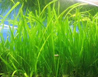 BUY 2 GET 1 FREE* 5 Jungle Val Italian Val Jungle Vallisneria Live Aquarium Plants