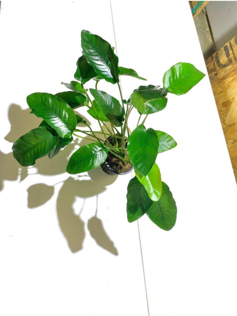 Anubias Barteri MOTHER Pot XXL Large Freshwater Aquatic Live Aquarium Plants image 4