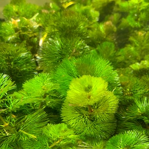 BUY 2 GET 1 FREE Cabomba Easy Live Aquarium Plants Aquatic Plants image 7