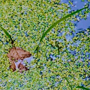 May include: A close-up of a pond with green algae and a brown leaf floating on the surface. The water is clear and blue in the centre of the image.