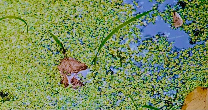 May include: A close-up of a pond with green algae and a brown leaf floating on the surface. The water is clear and blue in the centre of the image.