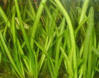 BUY 2 GET 1 FREE 5x Jungle Val Aquarium Plants Jungle Vallisneria Live Aquarium Plants Freshwater Aquatic Plants