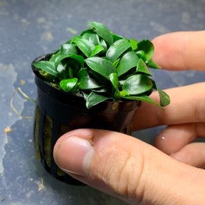 May include: A small green plant with round leaves growing in a black plastic pot. The plant is being held by a hand.