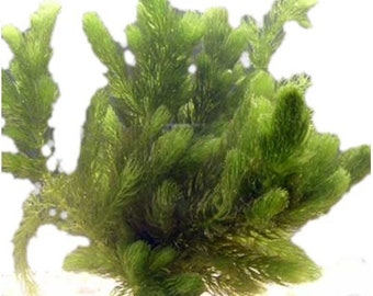 Hornwort Coontail Live Aquarium Plants BUY 2 GET 1 FREE