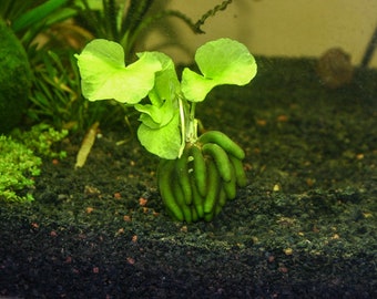 Banana Plant Nymphoides Aquatica Live Aquarium Plants BUY 2 GET 1 FREE
