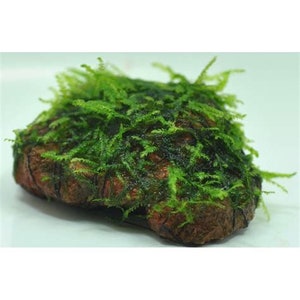 Java on a Lava Java Moss on a Lava Rock Low Tech Live Freshwater Aquarium  Plant Trims, Easy Fish Tank Decor 