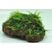 see more listings in the Plants On Rock/Wood section