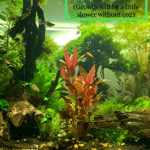 BUY 2 GET 1 FREE Java Moss Vesicularia Dubyana Live Aquarium Plants image 7