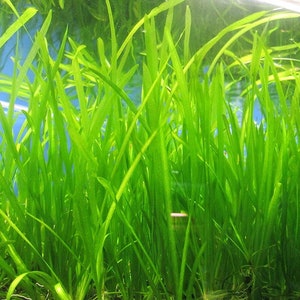 BUY 2 GET 1 FREE 5x Jungle Val Aquarium Plants Jungle Vallisneria Live Aquarium Plants Freshwater Aquatic Plants image 6