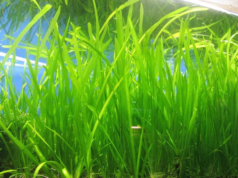 BUY 2 GET 1 FREE 5x Jungle Val Aquarium Plants Jungle Vallisneria Live Aquarium Plants Freshwater Aquatic Plants image 6